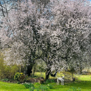 Bianca Best's Dalmatian under blossom